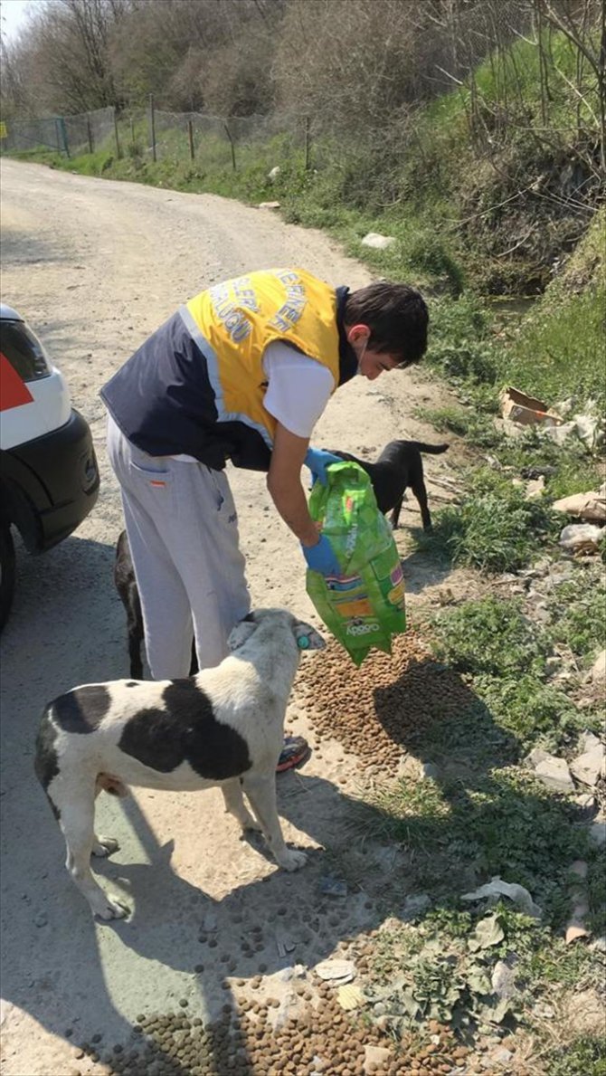 Eyüpsultan Belediyesi kırsaldaki sahipsiz köpekleri de unutmadı