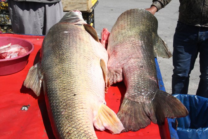 Karasu Nehri'nde 60 ve 75 kilo ağırlığında iki turna balığı yakalandı