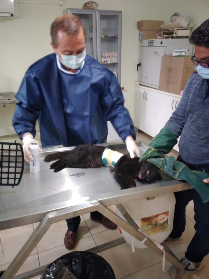 Hatay'da korkuluk demirine saplanan kedi kurtarıldı