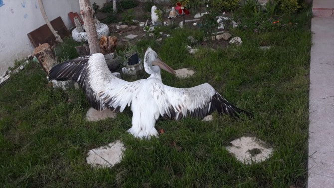 Edirne'de sahilde bitkin bulunan pelikan orman işletmesinde bakılıyor