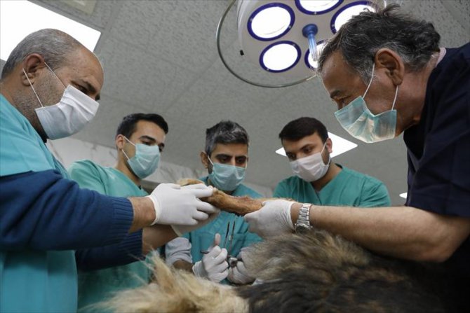 Mersin'de trafik kazasında bacağı kırılan köpek tedaviyle yeniden yürümeye başladı
