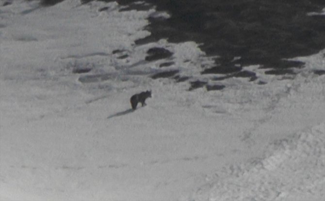Mercan Vadisi'nde boz ayılar görüntülendi