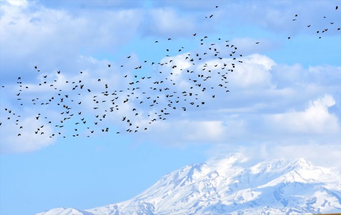 Muş Ovası, onlarca kuş türüne ev sahipliği yapıyor
