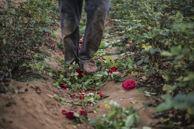 İsrail ablukasına direnen Gazze'deki çiçek yetiştiriciliği Kovid-19'a yenildi