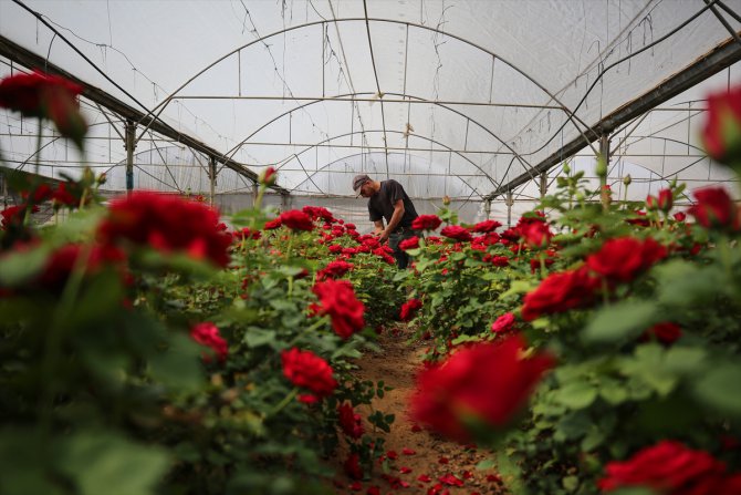 İsrail ablukasına direnen Gazze'deki çiçek yetiştiriciliği Kovid-19'a yenildi