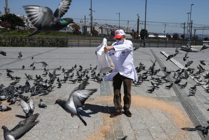 Hayvanseverler, İstanbul'un tarihi meydanlarında güvercinleri besledi