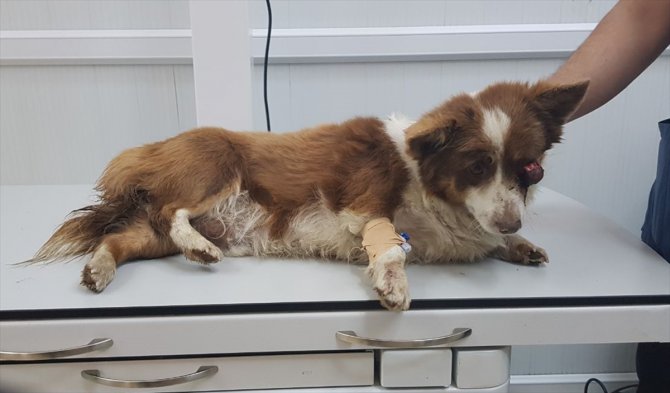 Ormanlık alanda bulunan yaralı köpek tedaviye alındı