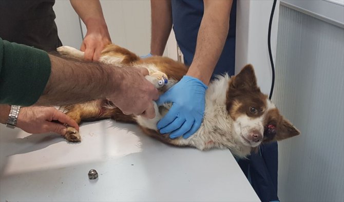 Ormanlık alanda bulunan yaralı köpek tedaviye alındı