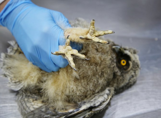Manisa'da bulunan kulaklı orman baykuşu koruma altına alındı