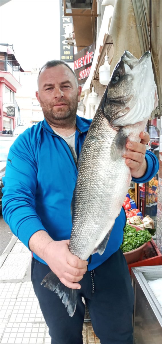 Sinop'ta balıkçılara 8 kiloluk levrek sürprizi