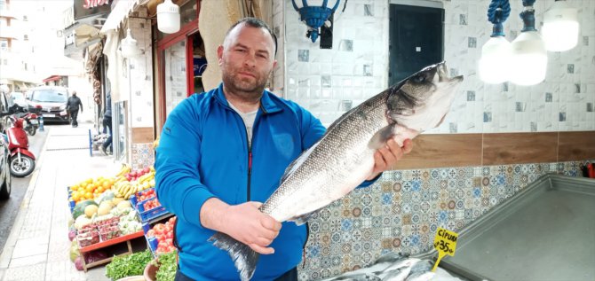 Sinop'ta balıkçılara 8 kiloluk levrek sürprizi