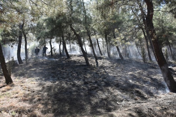 Sinop'ta örtü yangınında 3 dönüm alan yandı