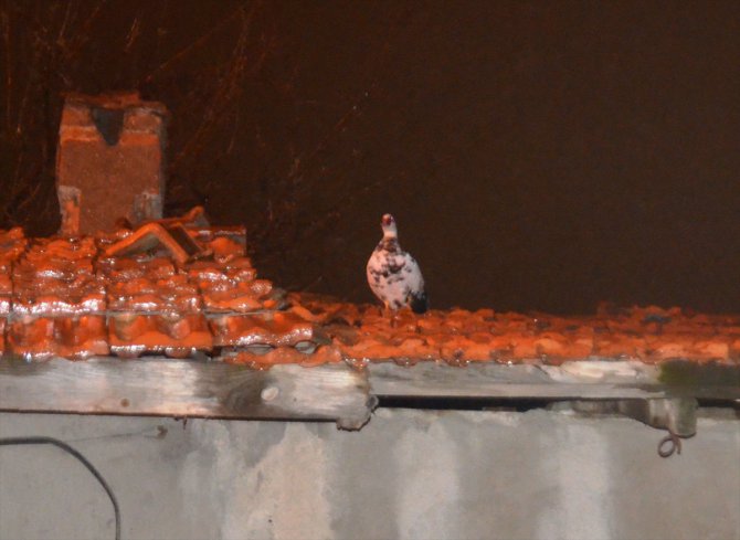 Çatıda mahsur kalan ördek uçtuğu altıncı evin çatısında kurtarıldı