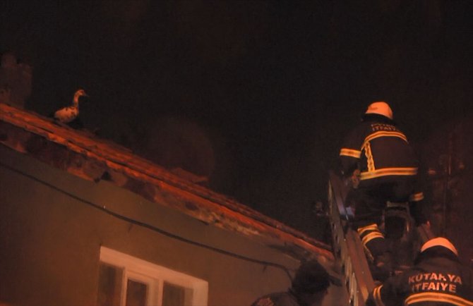 Çatıda mahsur kalan ördek uçtuğu altıncı evin çatısında kurtarıldı