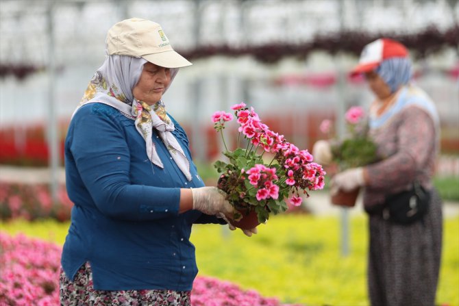 Çiçek ihracatında Kovid-19 nedeniyle yaklaşık yüzde 45 kayıp yaşandı