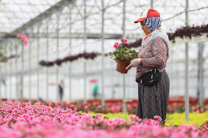 Çiçek ihracatında Kovid-19 nedeniyle yaklaşık yüzde 45 kayıp yaşandı