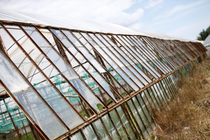 GÜNCELLEME - Antalya'da dolunun zarar verdiği tarım alanlarında hasar tespit çalışmalarına başlandı