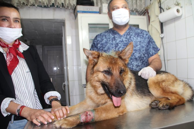 Antalya'da yaralı bulunan sokak köpeği tedavi edildi