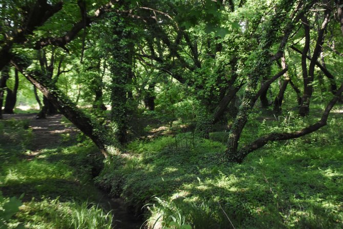"Kesin korunacak hassas alan" ilan edilen Sığla Ormanları şifa kaynağı