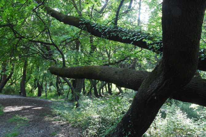"Kesin korunacak hassas alan" ilan edilen Sığla Ormanları şifa kaynağı