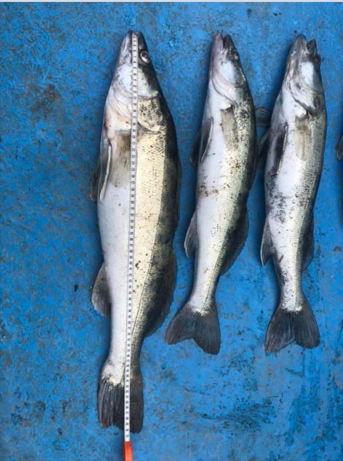 Beyşehir Gölü'nde yakaladığı balıklarla poz verip sosyal medyada paylaşınca ceza yedi