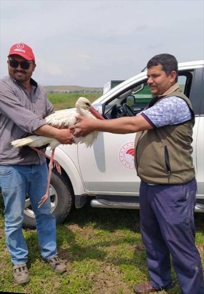 Gaziantep'te tarlada yaralı bulunan leylek tedaviye alındı