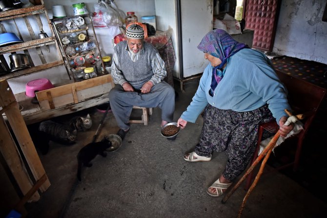 Yaşlı çift, evlerinin bir bölümünü kedilere yuva yaptı