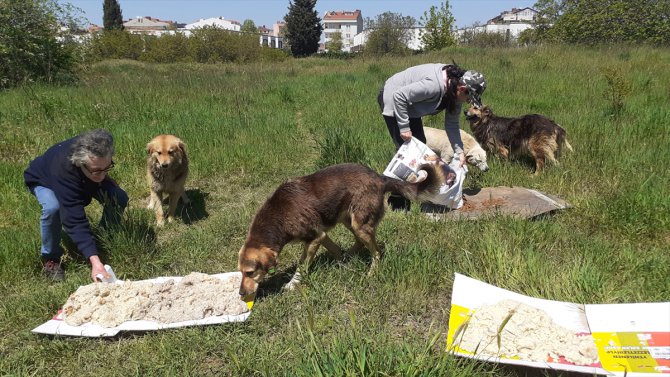 Silivri'de sokak hayvanlarına 1,5 ton mama dağıtıldı