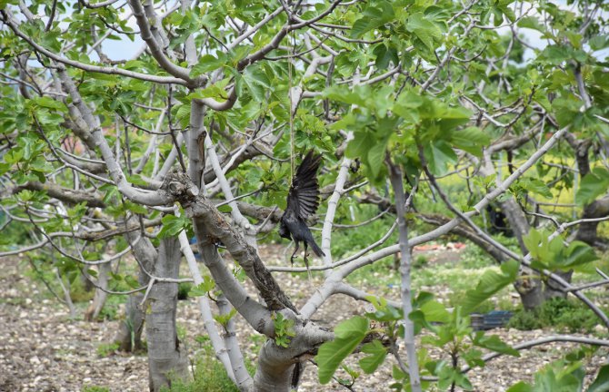 Bursa'da tüfekle vurduğu kargaları ağaçlara astığı iddia edilen kişiye hayvanseverlerden tepki