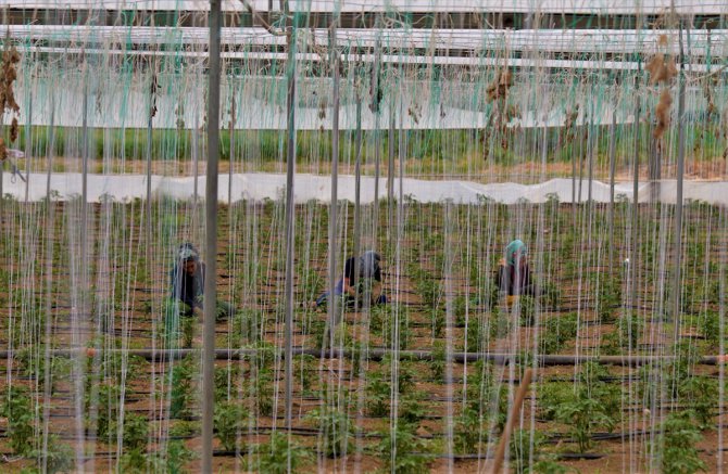 Mevsimlik tarım işçileri sosyal mesafeyi koruyarak üretmeye devam ediyor