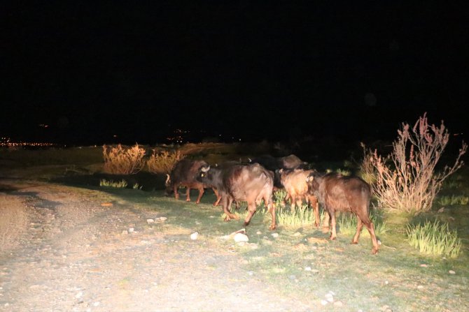 Erzincan'da nenirde mahsur kalan büyükbaş hayvanlar kurtarıldı