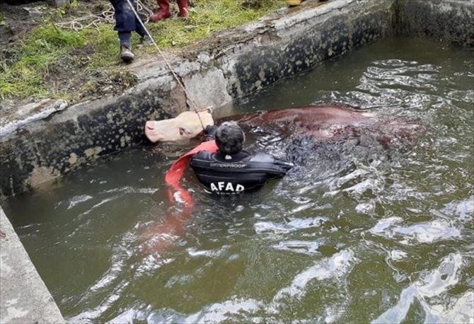 Sulama havuzuna düşen ineği AFAD ve itfaiye ekipleri kurtardı