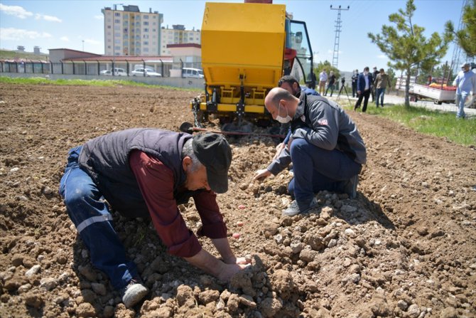 Kayseri'de hazine arazisine 4 ton patates tohumu ekildi
