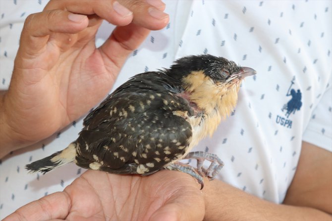 Osmaniye'de yaralı bulunan tepeli guguk kuşu tedaviye alındı
