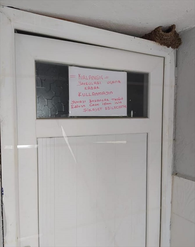 Denizli'deki cami avlusunda kırlangıçlar uçana kadar tuvalete girmek yasak