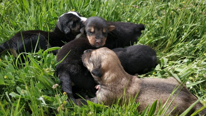 Afyonkarahisar'da arazide poşetin içinde bulunan köpek yavrularına kaymakamlık sahip çıktı
