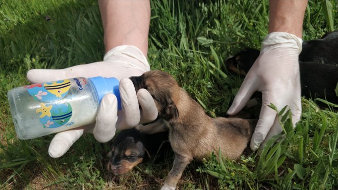 Afyonkarahisar'da arazide poşetin içinde bulunan köpek yavrularına kaymakamlık sahip çıktı