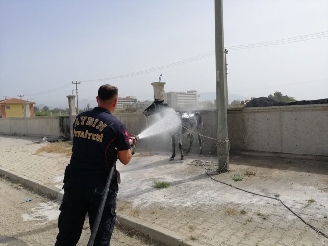 Aydın'da mermer çamuruna saplanan atları itfaiye kurtardı