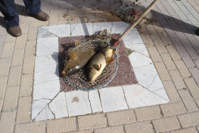 Beyşehir'de kanalda mahsur kalan balıklar, ağlarla toplanıp göl suyuyla buluşturuldu