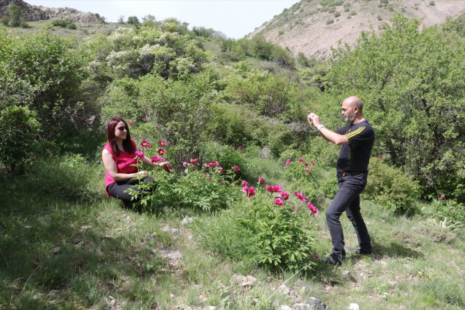 Yozgat'ta "Cehrilik laleleri" çiçek açtı