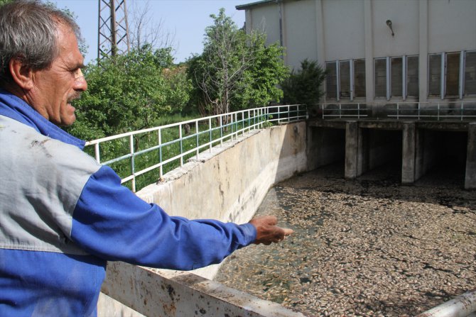 Beyşehir Gölü kenarındaki atıl sulama pompa istasyonunda toplu balık ölümü