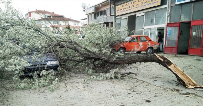 Samsun'da şiddetli rüzgar nedeniyle ağaç ve aydınlatma direği devrildi