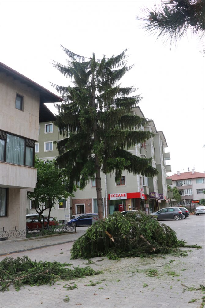 Bolu'da şiddetli rüzgar nedeniyle bir ağacın üst kısmı yola düştü