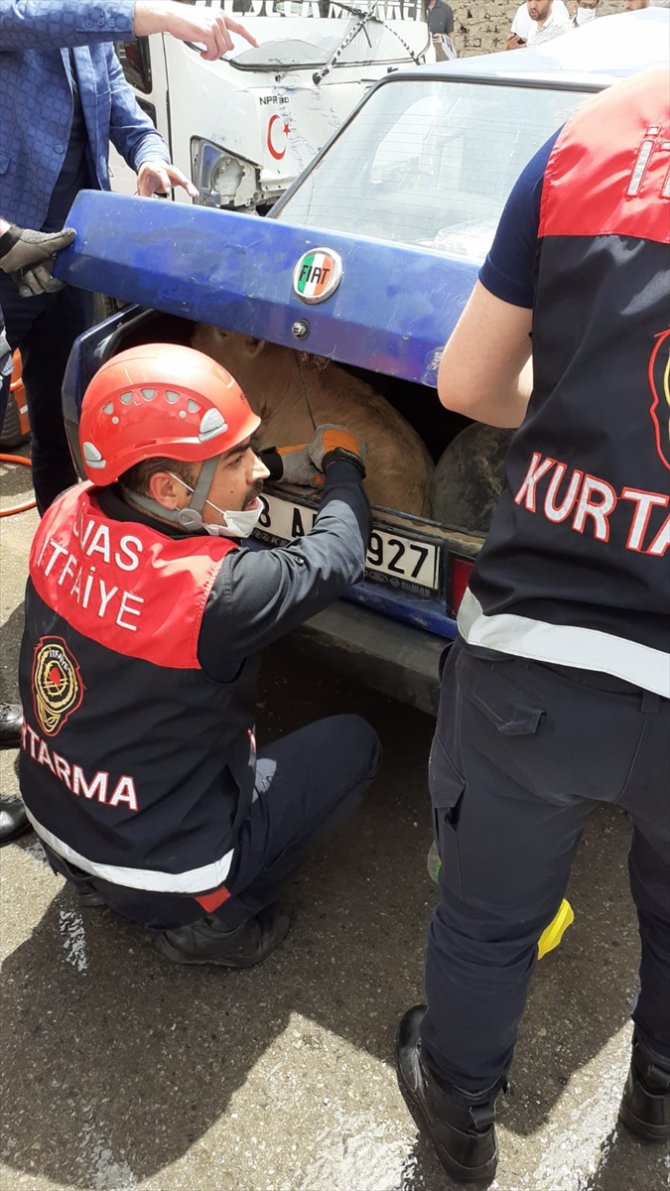Sivas'ta kazaya karışan otomobilin bagajından çıkan buzağı şaşırttı