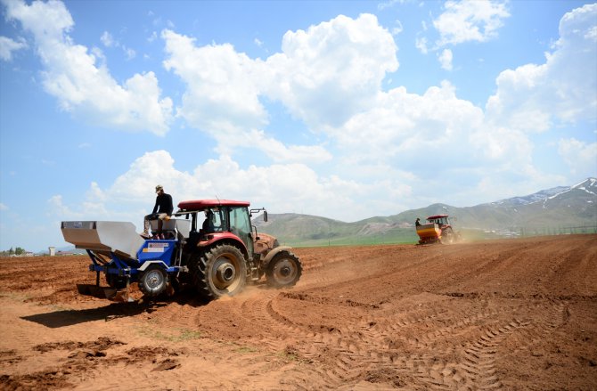 Bitlis'te sertifikalı patates tohumu ekimine başlandı