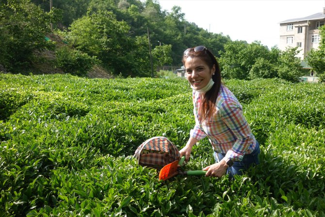 Hopa'da çay hasadı imece usulüyle yapılıyor