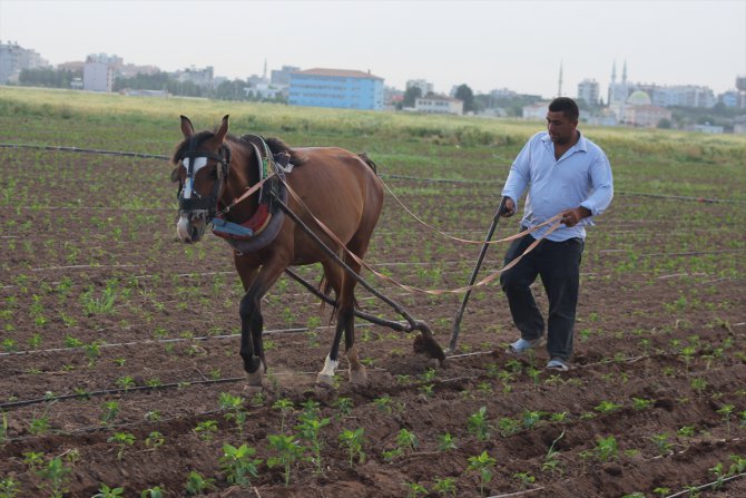 Şanlıurfa'da sokağa çıkma kısıtlamasından muaf tutulan çiftçiler üretime devam etti