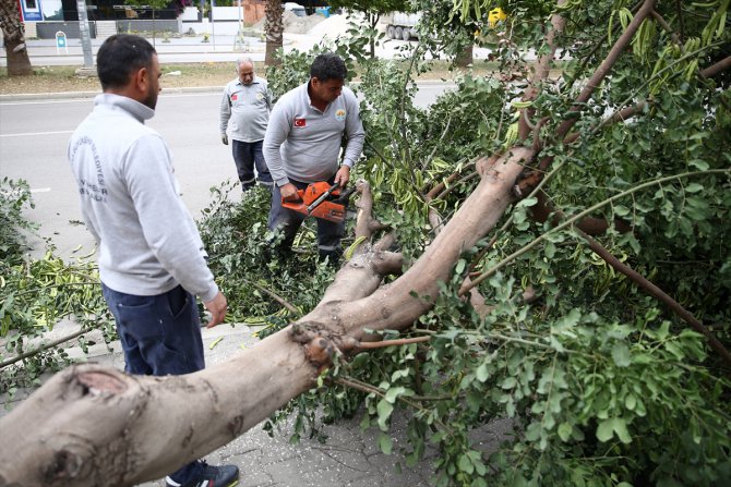 Adana'da kuvvetli rüzgarda ağaçlar devrildi, elektrik direkleri yan yattı