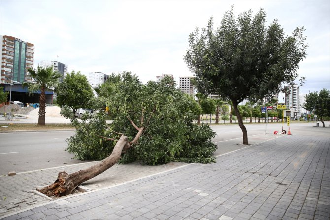 Adana'da kuvvetli rüzgarda ağaçlar devrildi, elektrik direkleri yan yattı