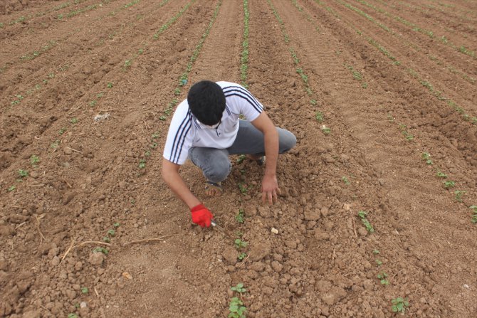 Şanlıurfa'da tarım işçileri bayramı tarlada çalışarak geçiriyor